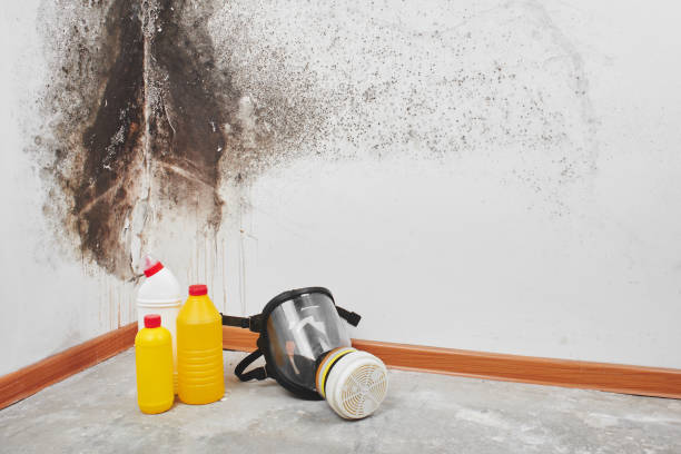 Best Mold Damage Repair  in Lucasville, OH