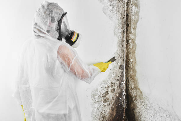 Mold Removal and Inspection in Lucasville, OH