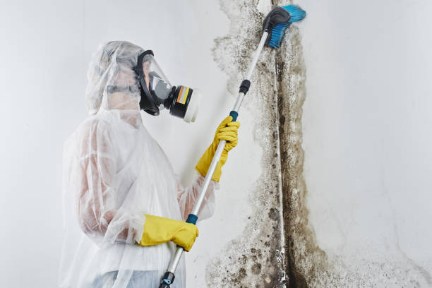 Best Local Mold Removal Service  in Lucasville, OH