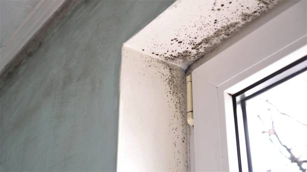 Best Toxic Mold Removal  in Lucasville, OH
