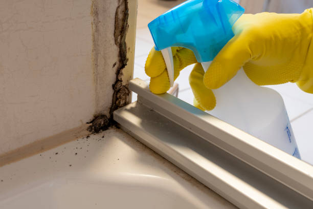 Best Same-Day Mold Removal  in Lucasville, OH