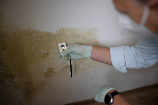 Best Mold Remediation  in Lucasville, OH