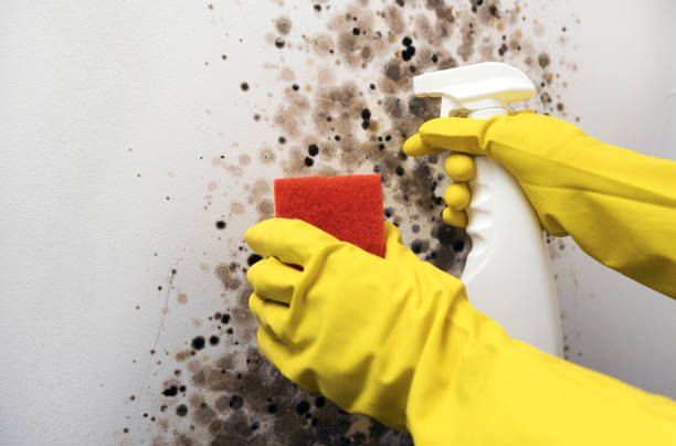 Best Black Mold Removal  in Lucasville, OH