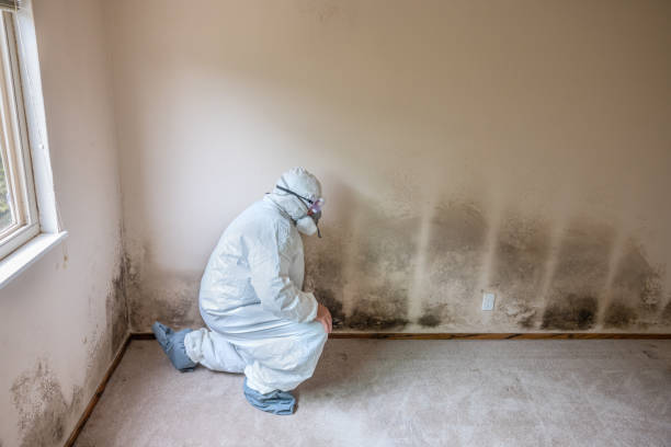 Mold Removal Process in Lucasville, OH