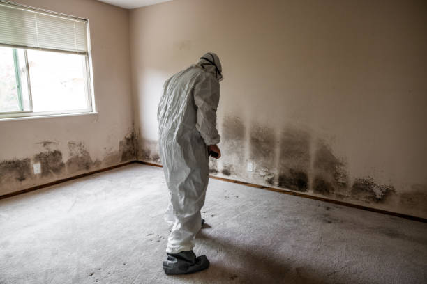 Best Mold Removal Specialists  in Lucasville, OH