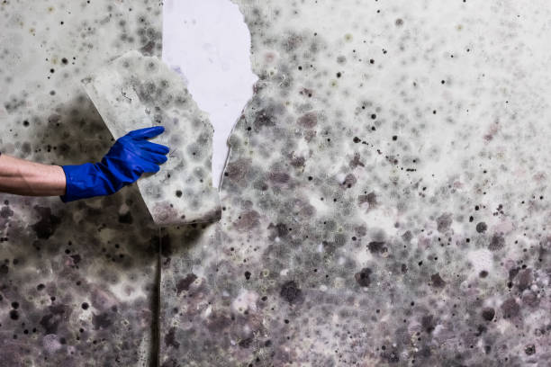 Best Mold Removal Company Near Me  in Lucasville, OH